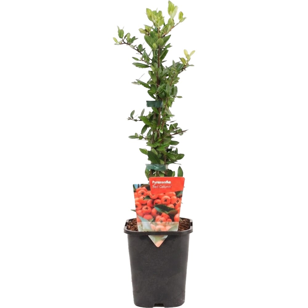 Pyracantha Soleil d'Or, D11 cm, H40 cm