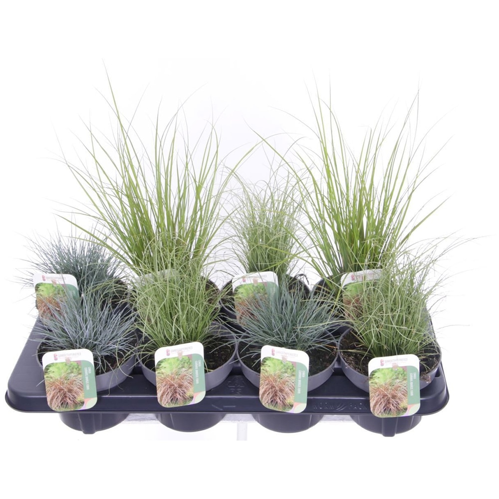 Mix iarba ornamentala, H 45 cm