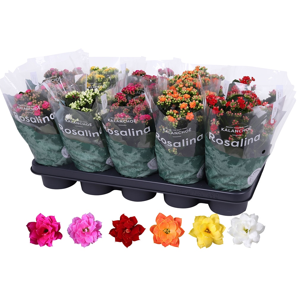 Kalanchoe Rosalina (Kalanchoe blossfeldiana Rosalina), D12 cm, H27 cm
