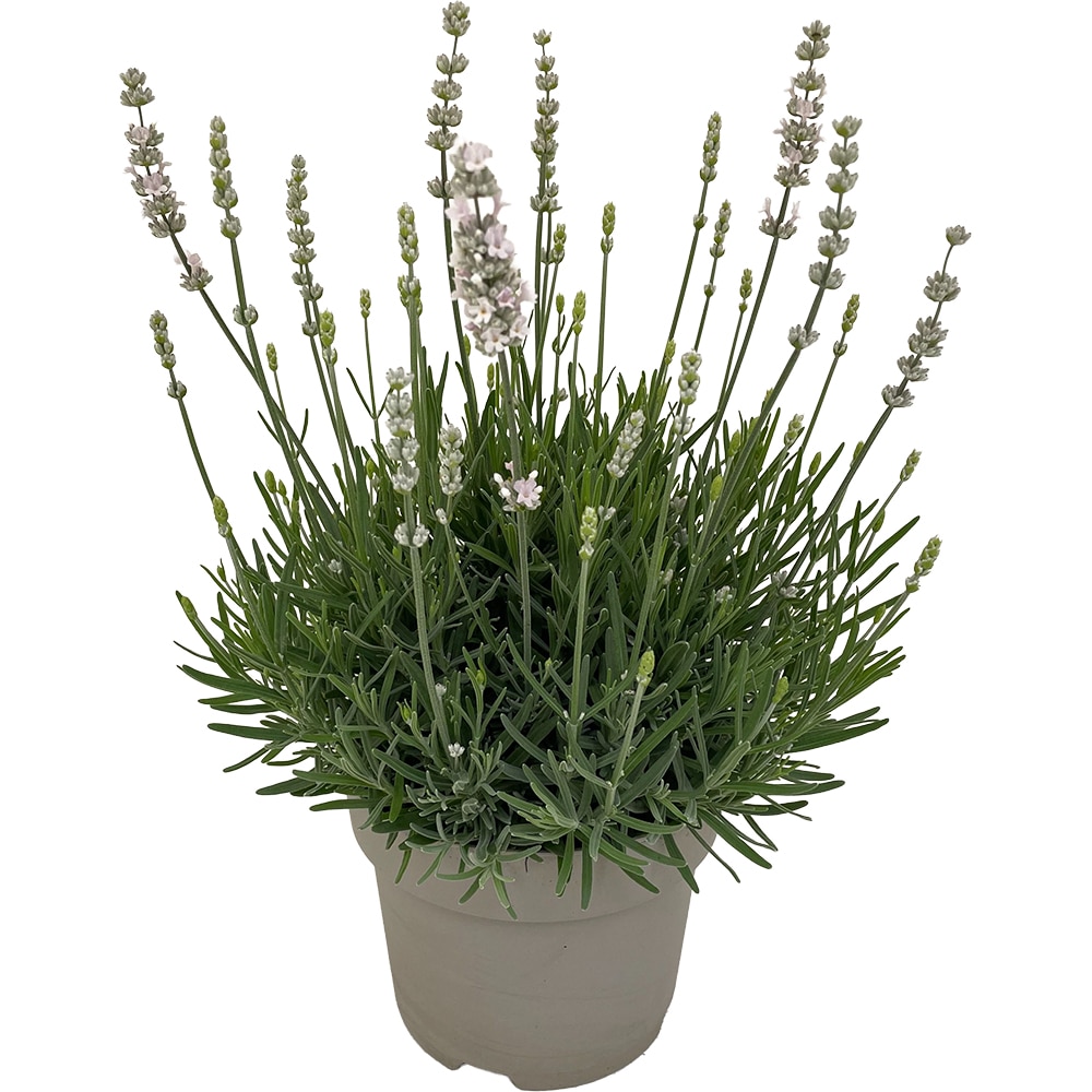 Lavanda Augustifolia, H 35 cm