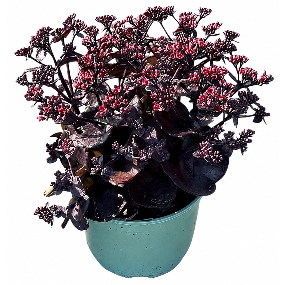 Sedum Telephium Mix, D 17 cm, H 25-30 cm