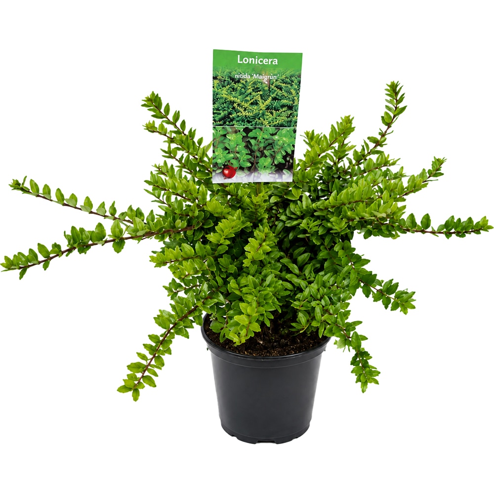 Lonicera Nitida, D15 cm, H25 cm