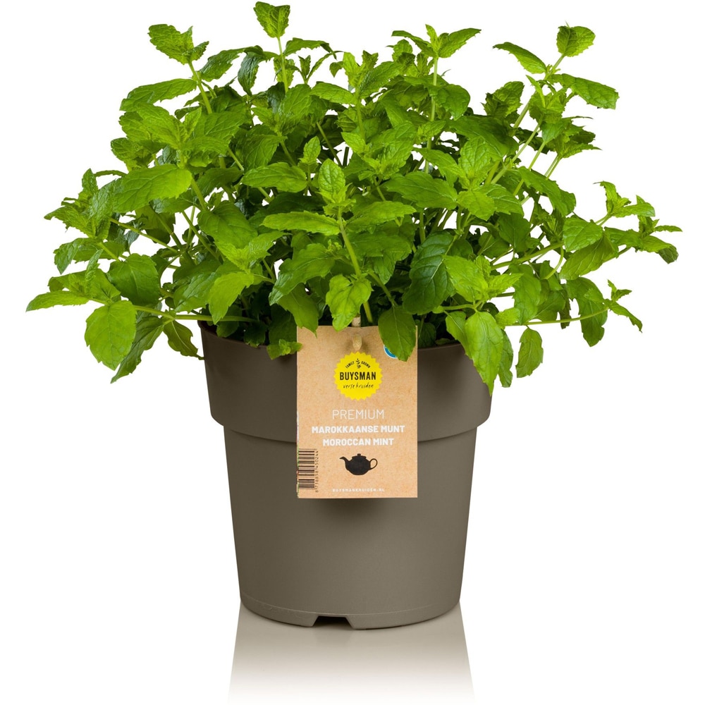 Menta Spicata Moroccan Mint, H 30 cm