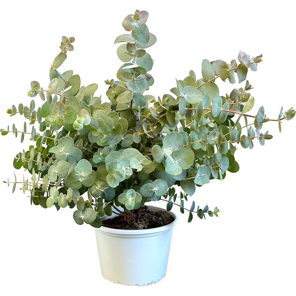 Eucalipt, H 40 - 50 cm