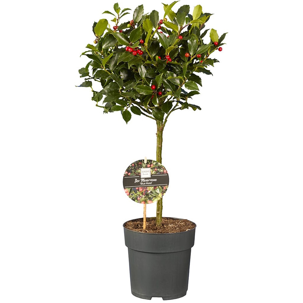 Ilex Stem, H 55cm