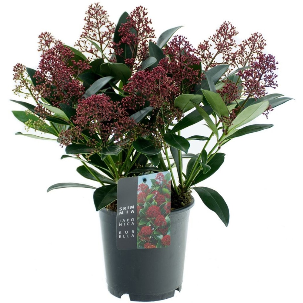 Skimmia Japonica, D 15 cm