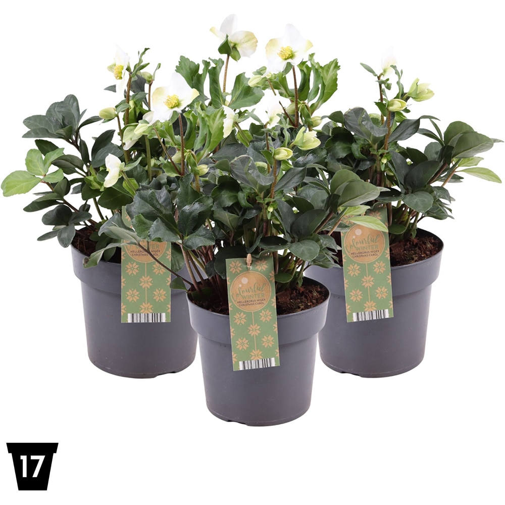 Helleborus Niger, D 17 cm
