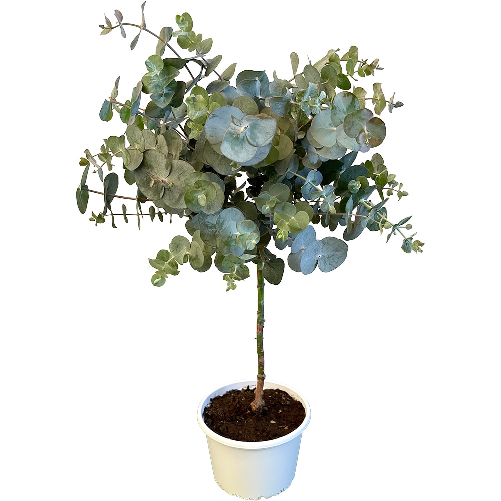 Eucalipt Stem, H 60 cm