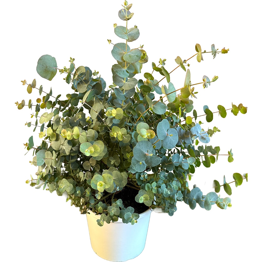 Eucalipt, H 45-55 cm