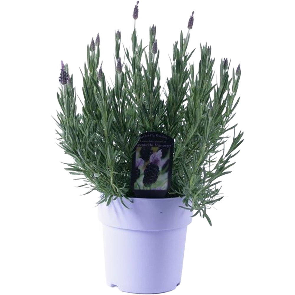 Lavanda Stoechas, H 30 cm