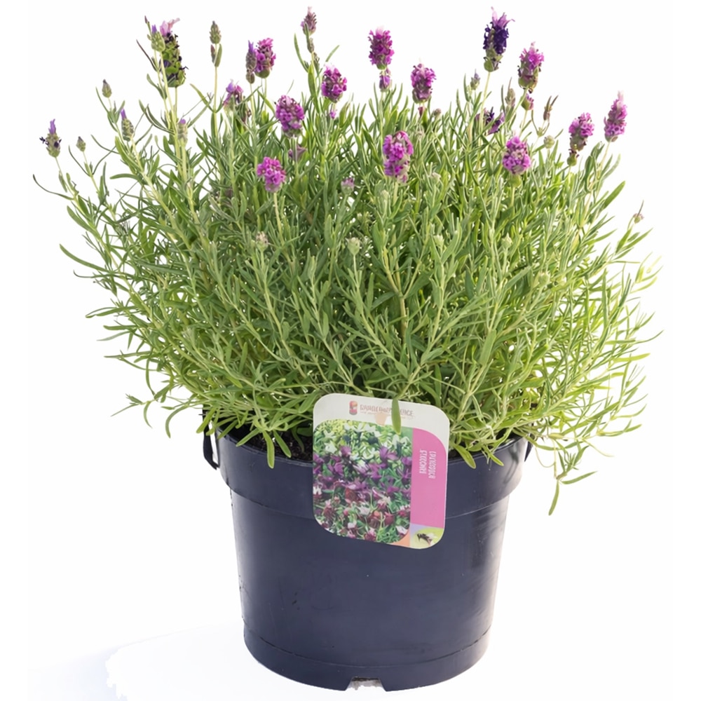 Lavanda Stoechas, H 35 cm