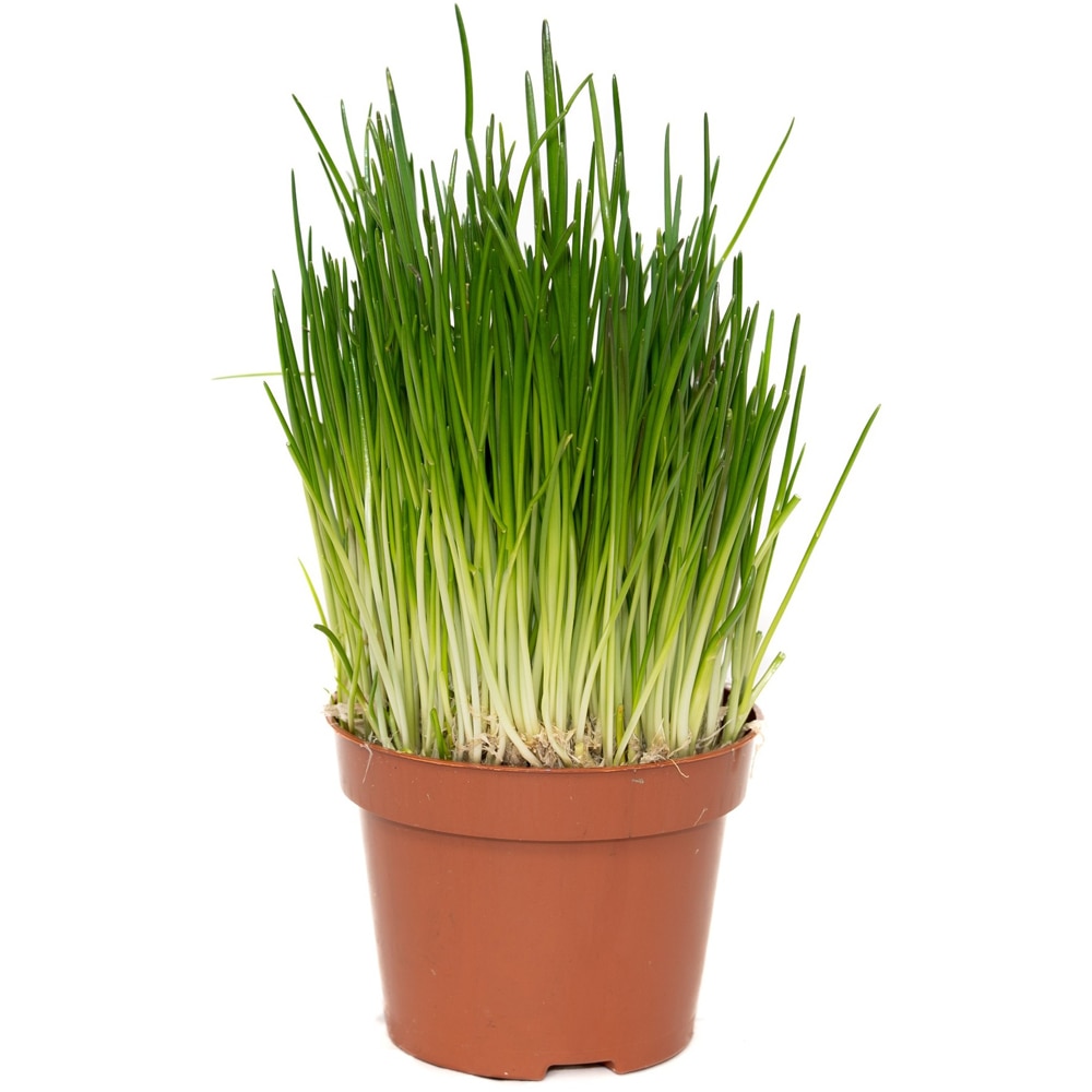 Chives (ceapa verde), H 30 cm