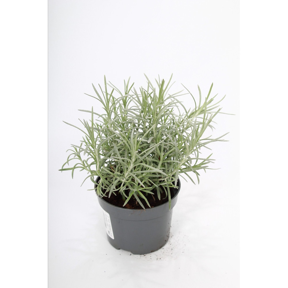 Imortela Planta de Curry, H 30 cm