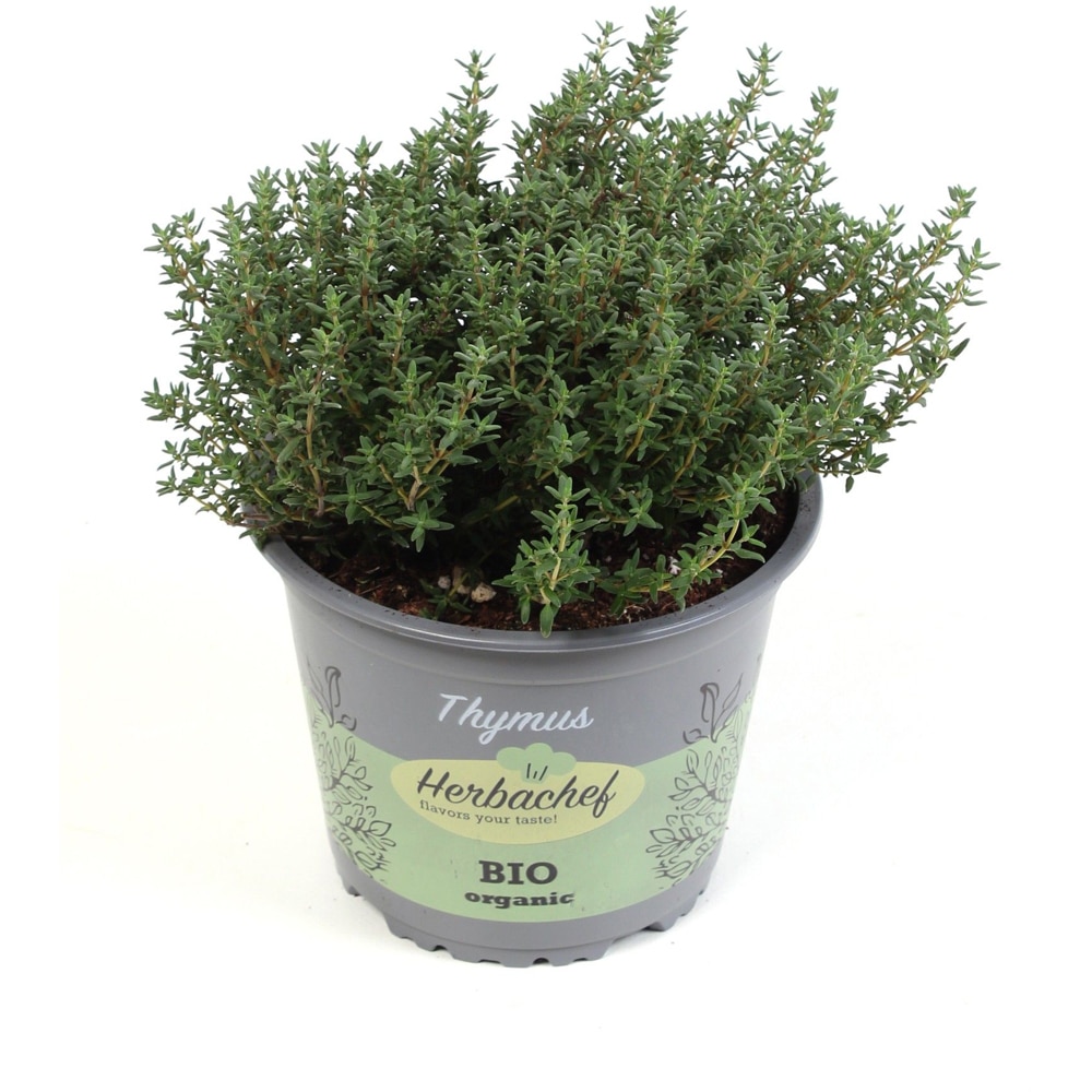 Cimbrisor Lamaios Verde, H 30 cm