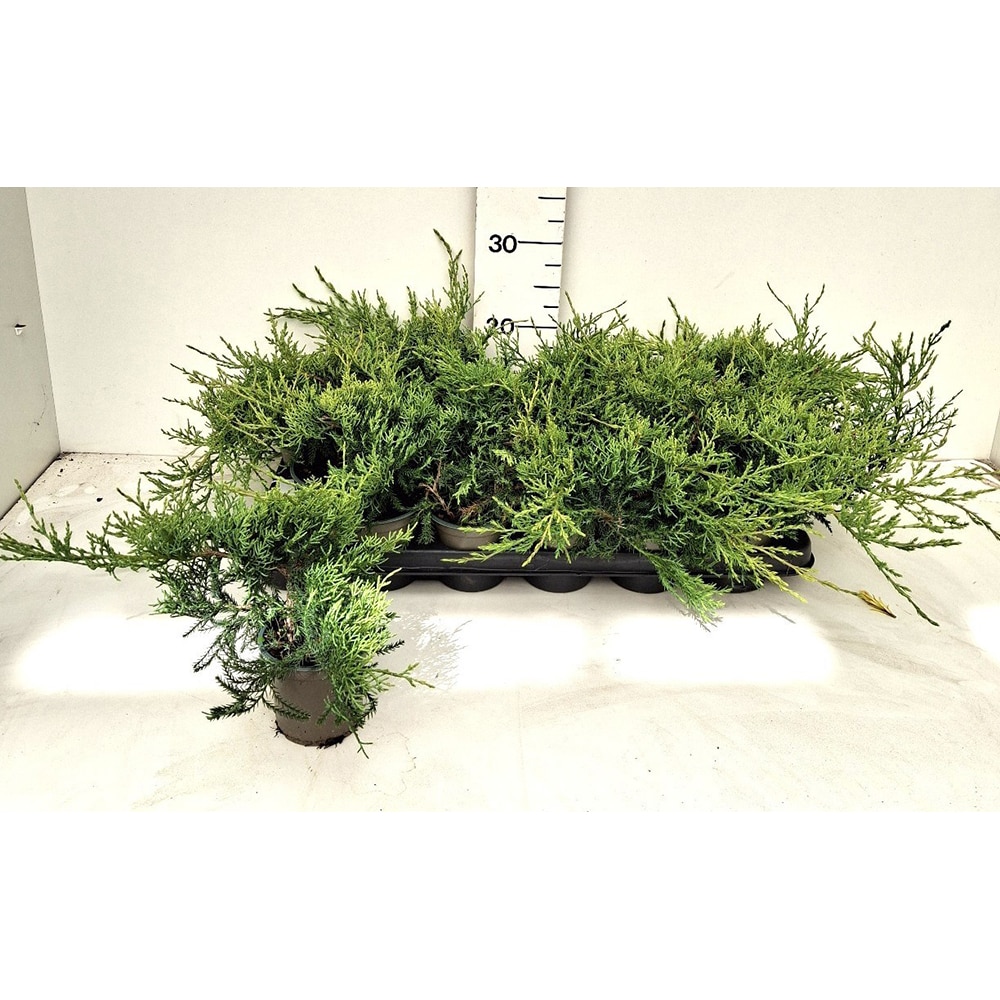 Ienupar (Juniperus Pfitzeriana Glauca), H 20 cm