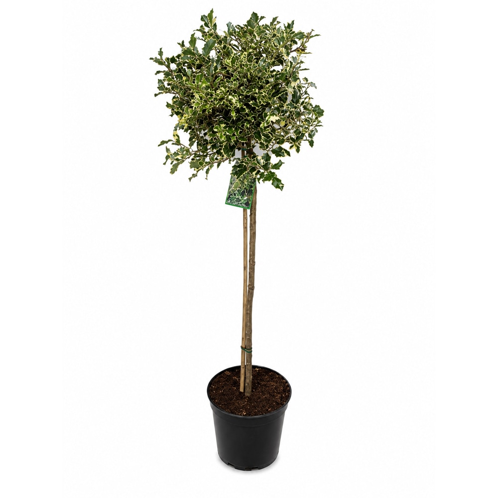 Laur englezesc pestrit (Ilex aquifolium Argentea Marginata), H 120 cm