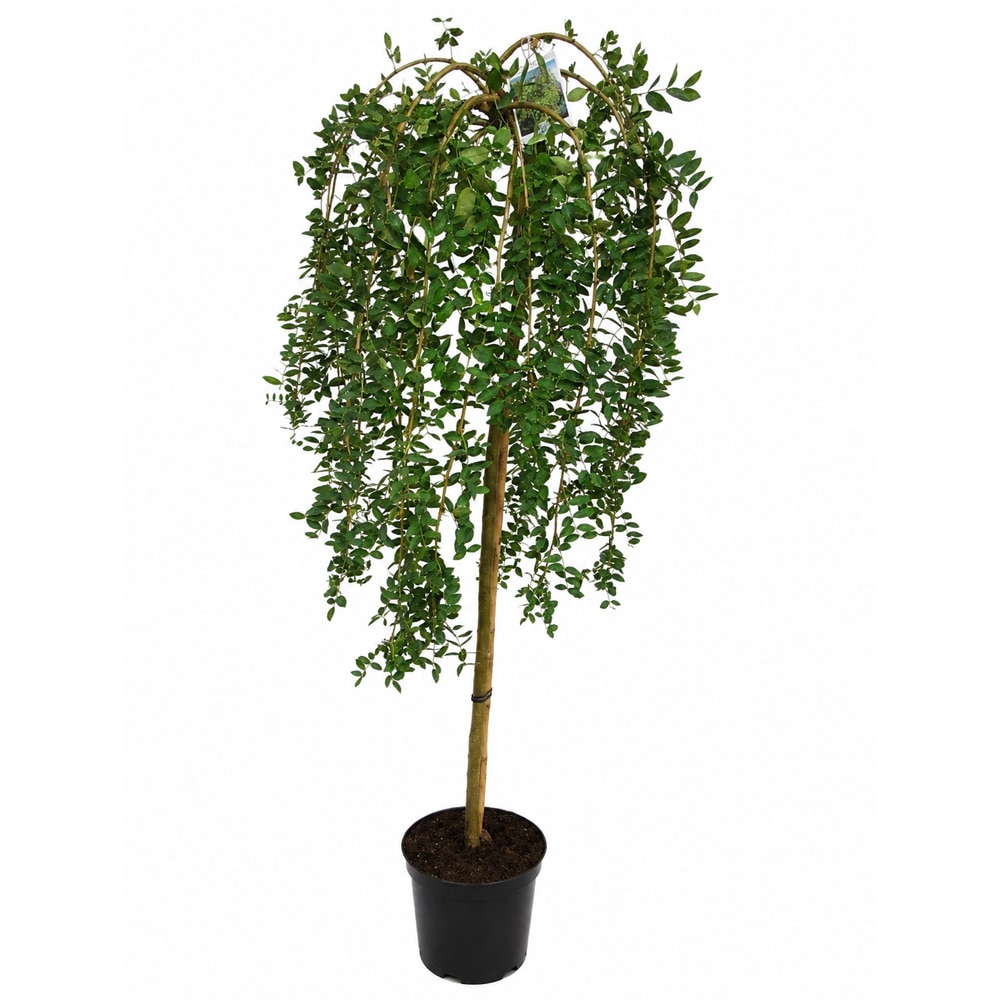 Salcam siberian pendul (Caragana arborescens Pendula), H 170 cm