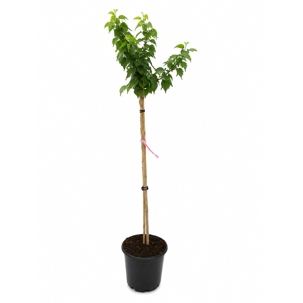 Hibiscus (Hibiscus syriacus Duc de Brabant), H 160 cm
