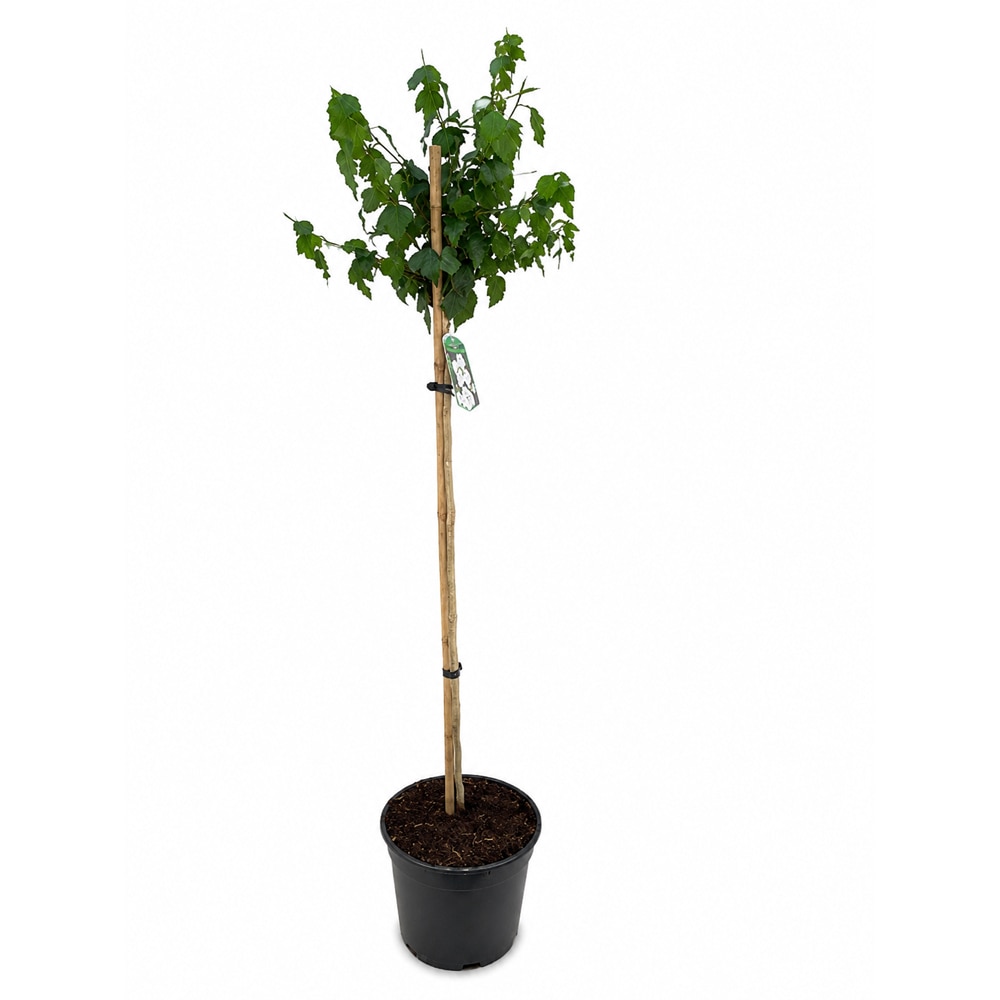 Hibiscus (Hibiscus syriacus Red Heart), H 160 cm