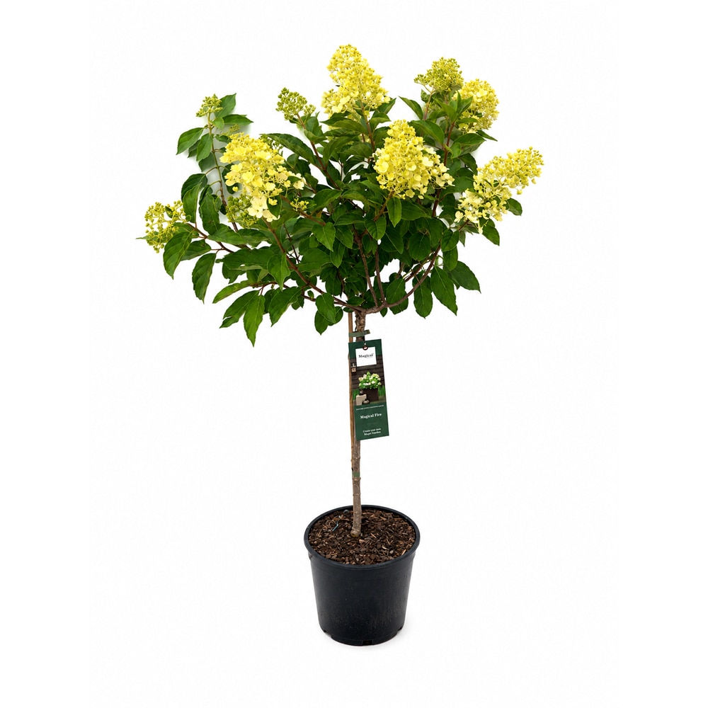Hortensie (Hydrangea paniculata Magical Fire), H 130 cm