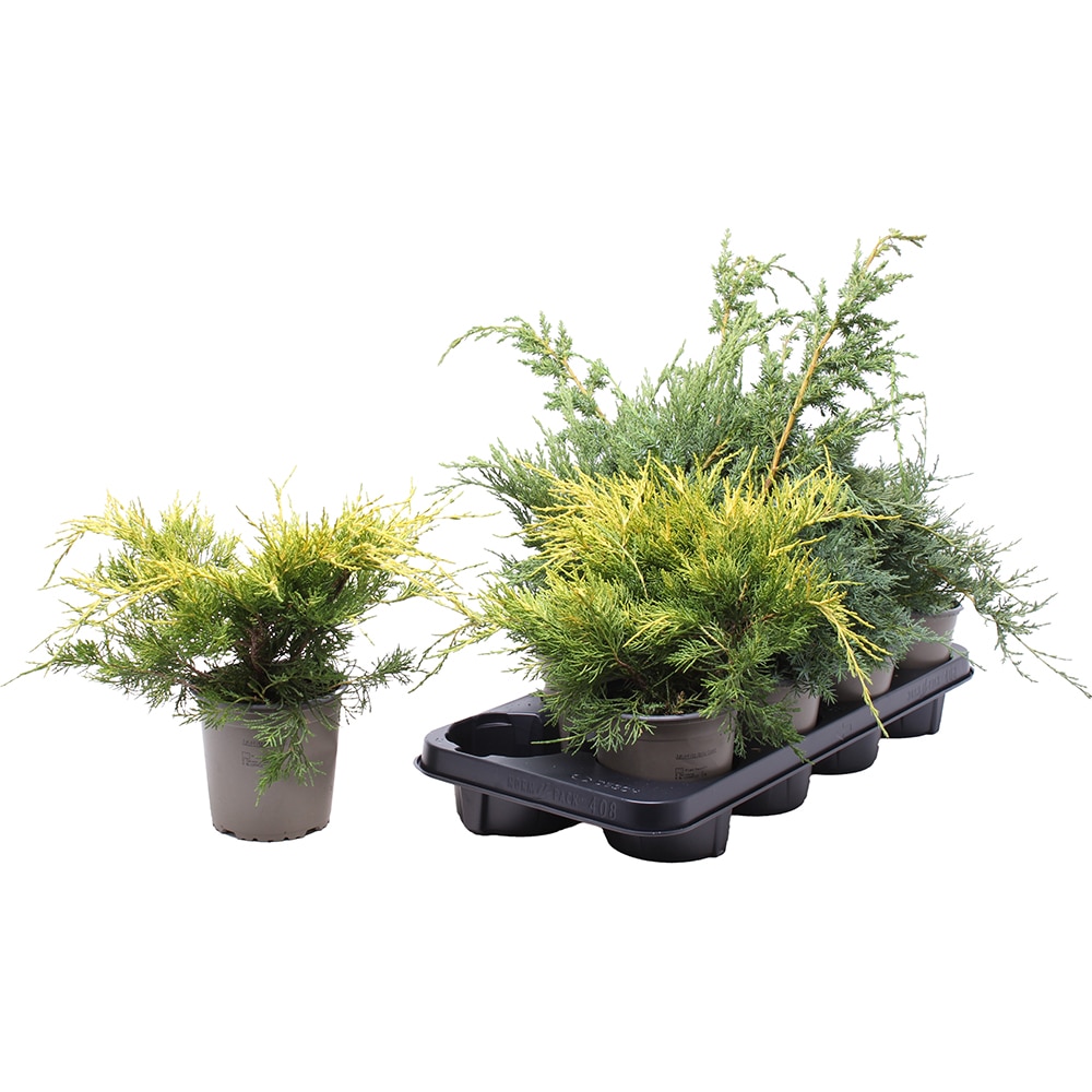 Ienupar Gemende Bak (Juniperus Gemende Bak), D11 cm, H20 cm