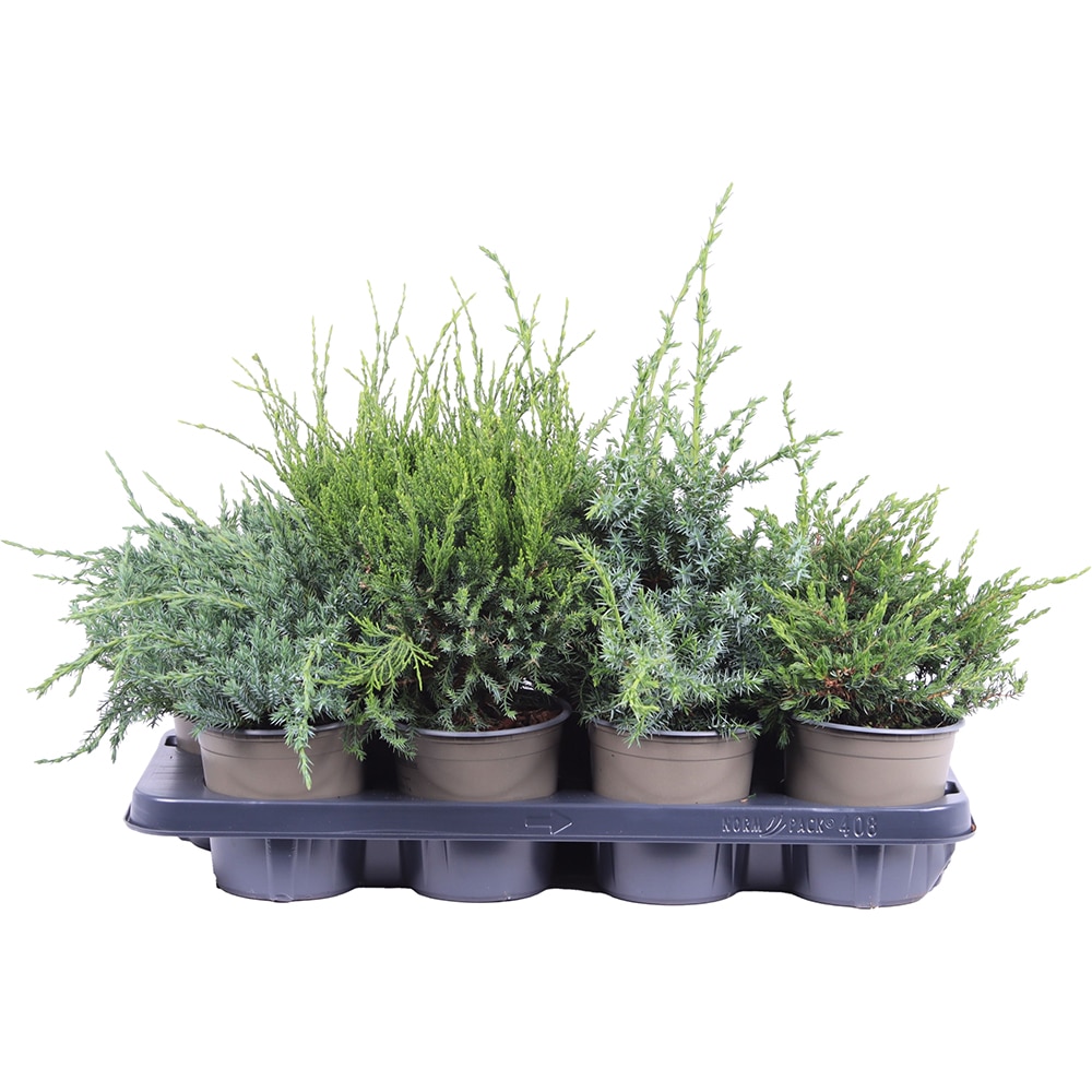 Ienupar Gemende Bak (Juniperus Gemende Bak), D13 cm, H25 cm