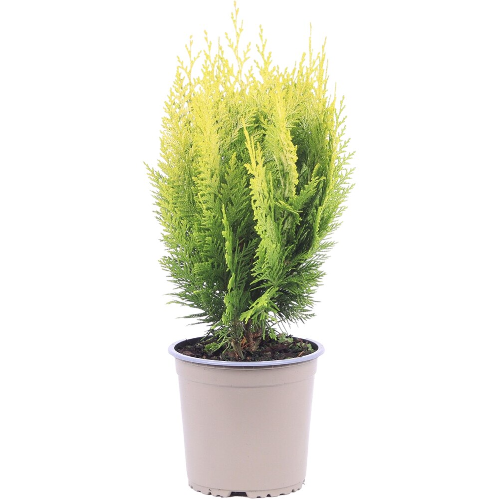 Chiparos Ivonne (Chamaecyparis lawsoniana Ivonne), D15 cm, H30 cm