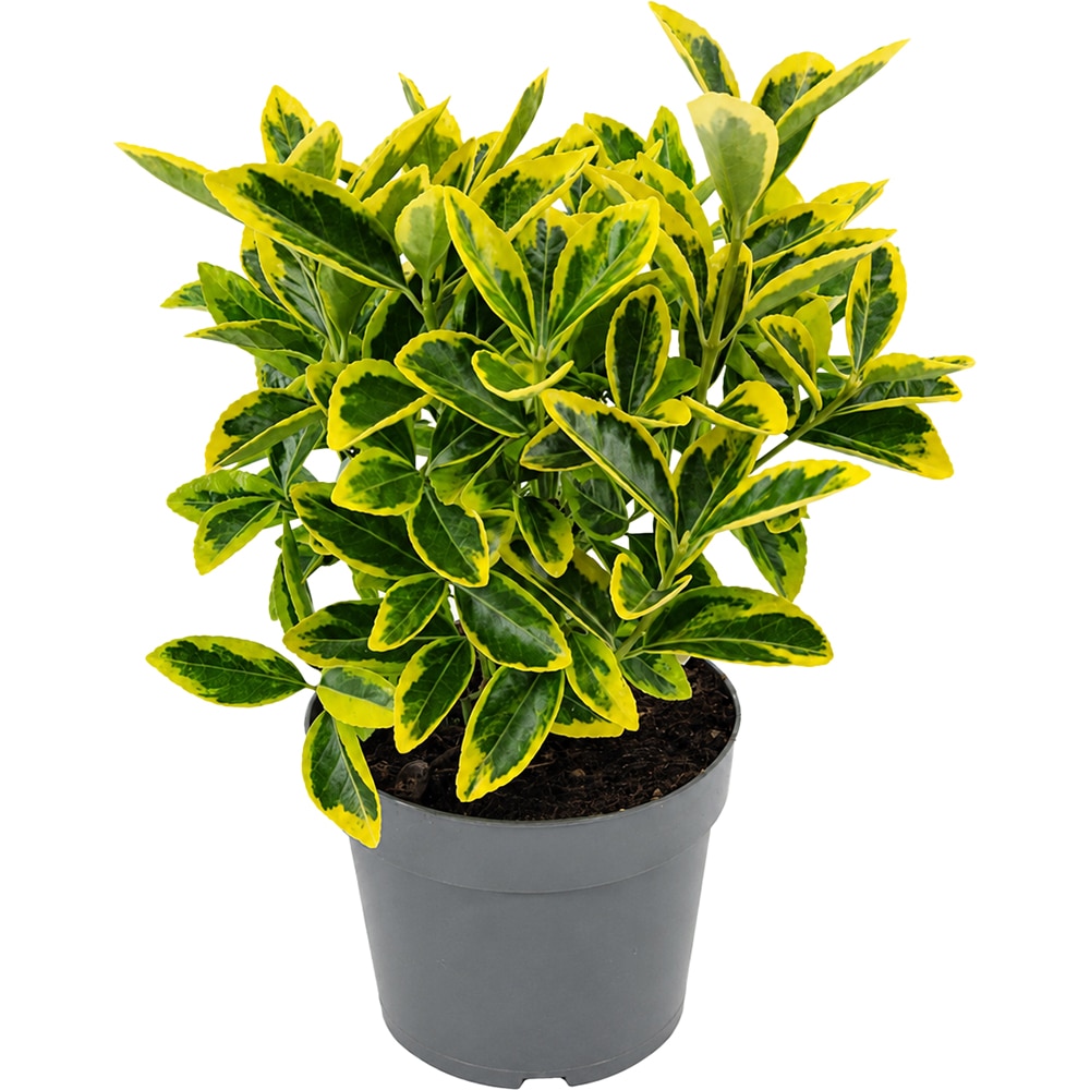 Euonymus Japonicus Aureomarginatus, D17 cm, H25 cm