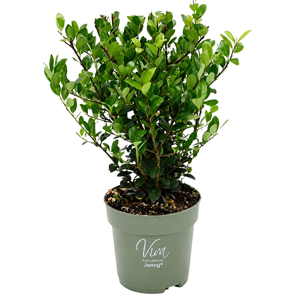 Ilex Crenata Jenny, D10 cm, H28 cm