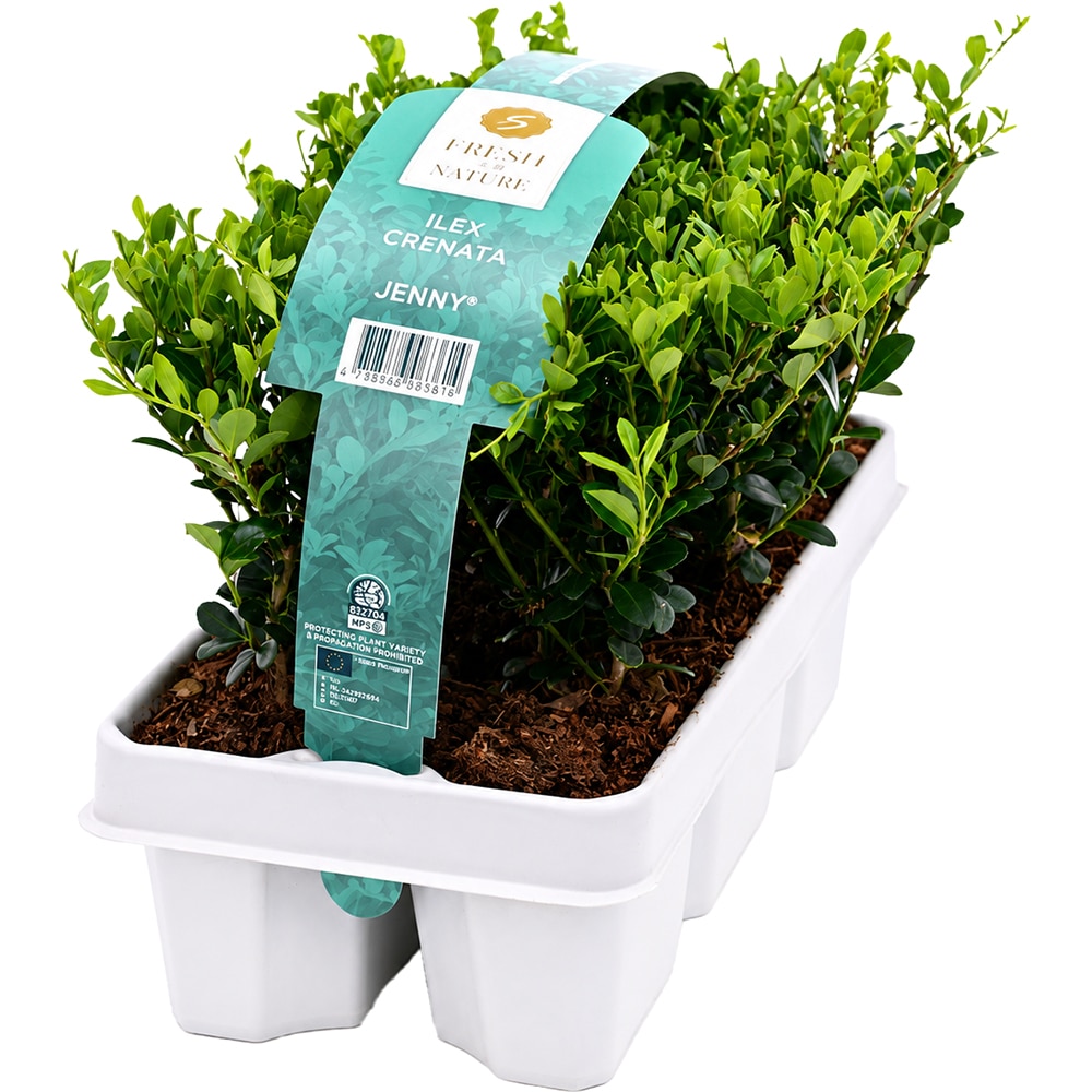 Ilex Crenata Jenny, pachet 6 buc