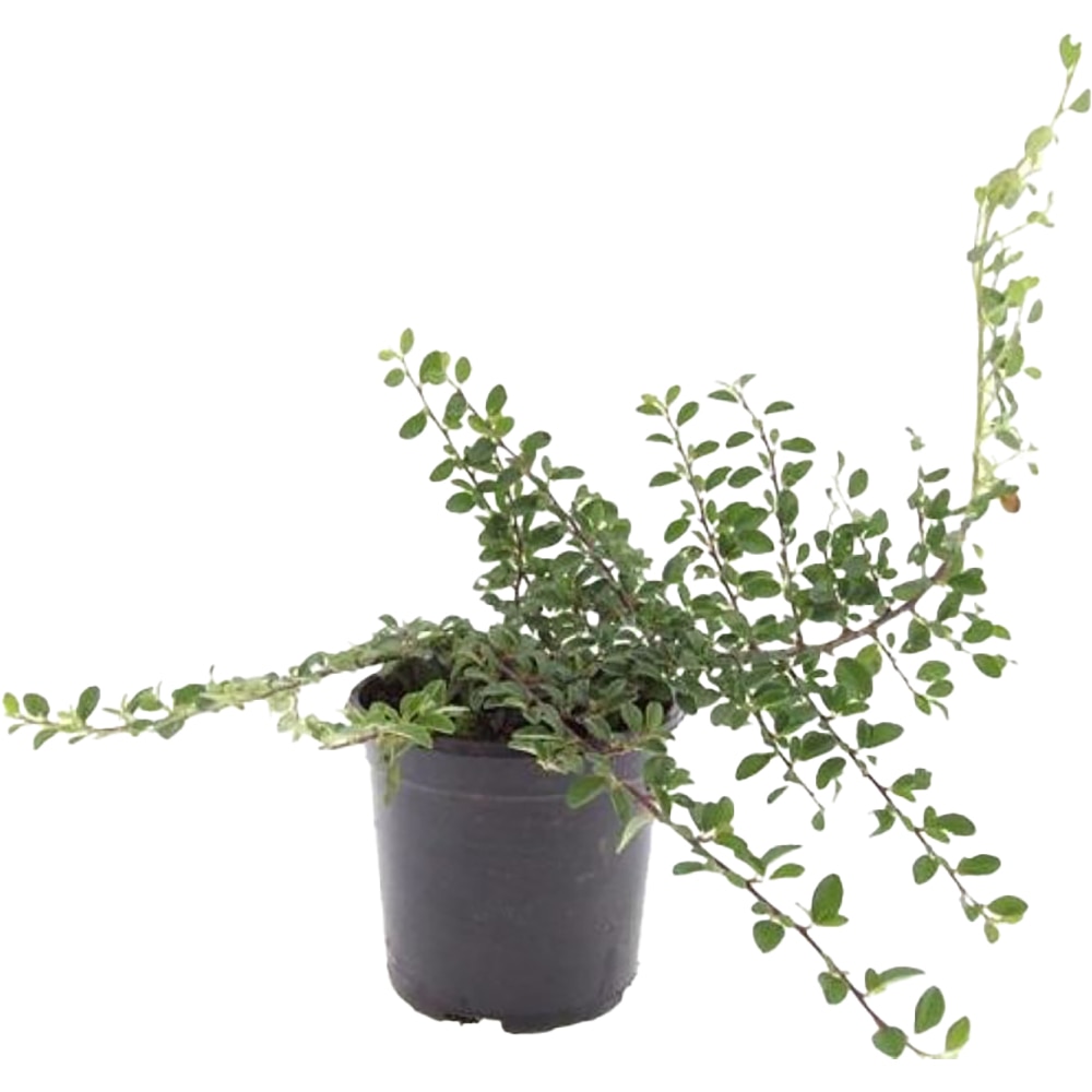 Cotoneaster, D14 cm, H10 cm