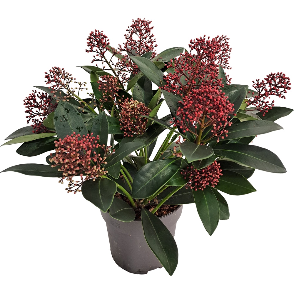 Skimmia Jap Rubella, D 13 cm, H 20 cm