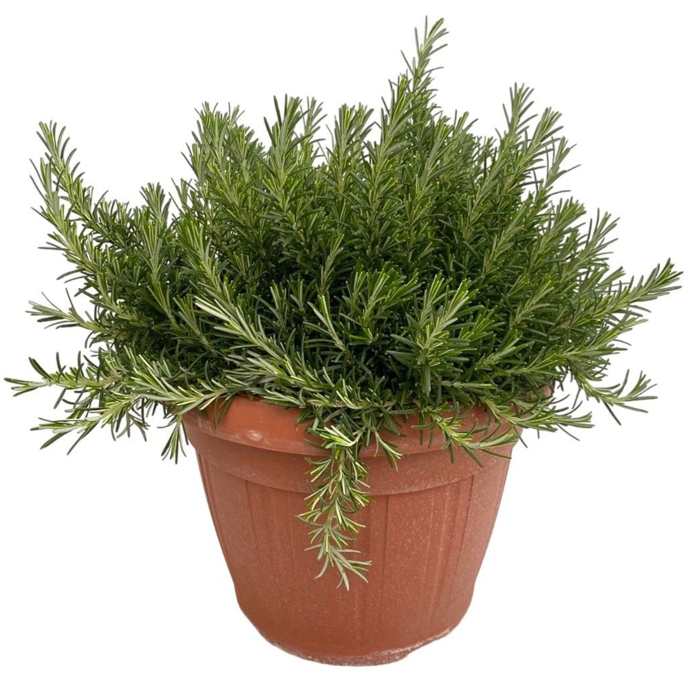Rozmarin, H 30 cm