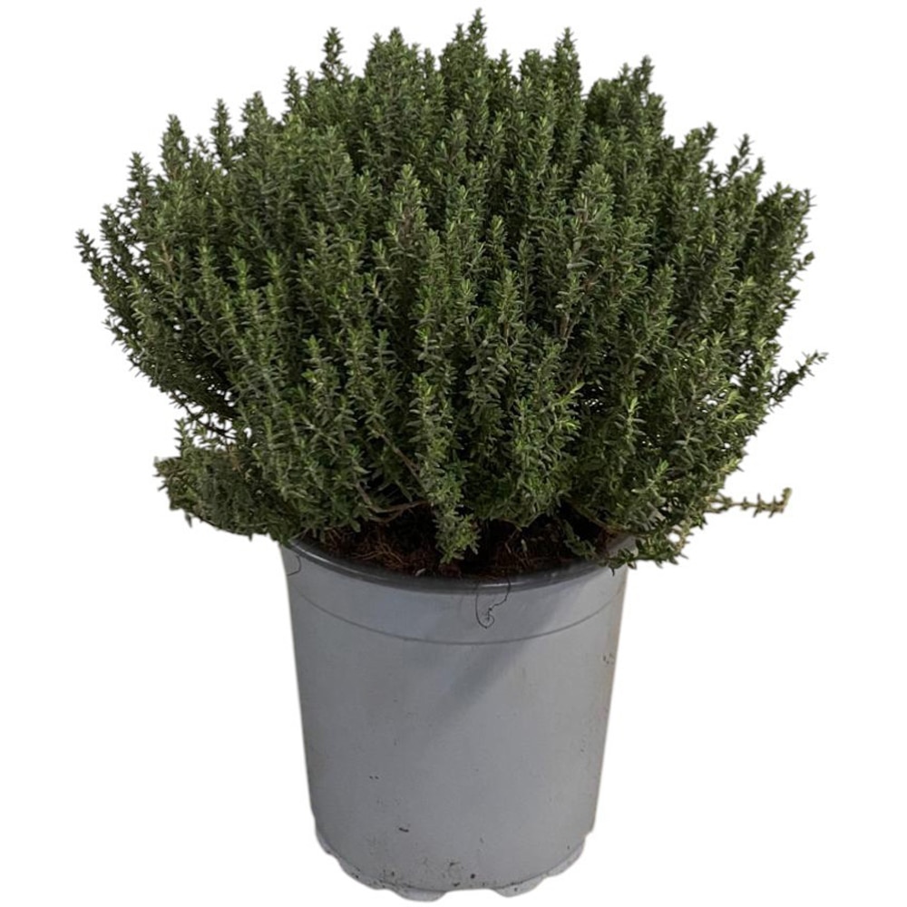 Cimbru Peren, H 30 cm