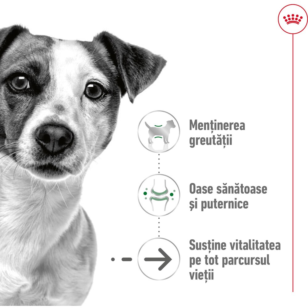 Hrana uscata pentru caini ROYAL CANIN SHN Mini Ageing 12+, Senior, 1.5 kg