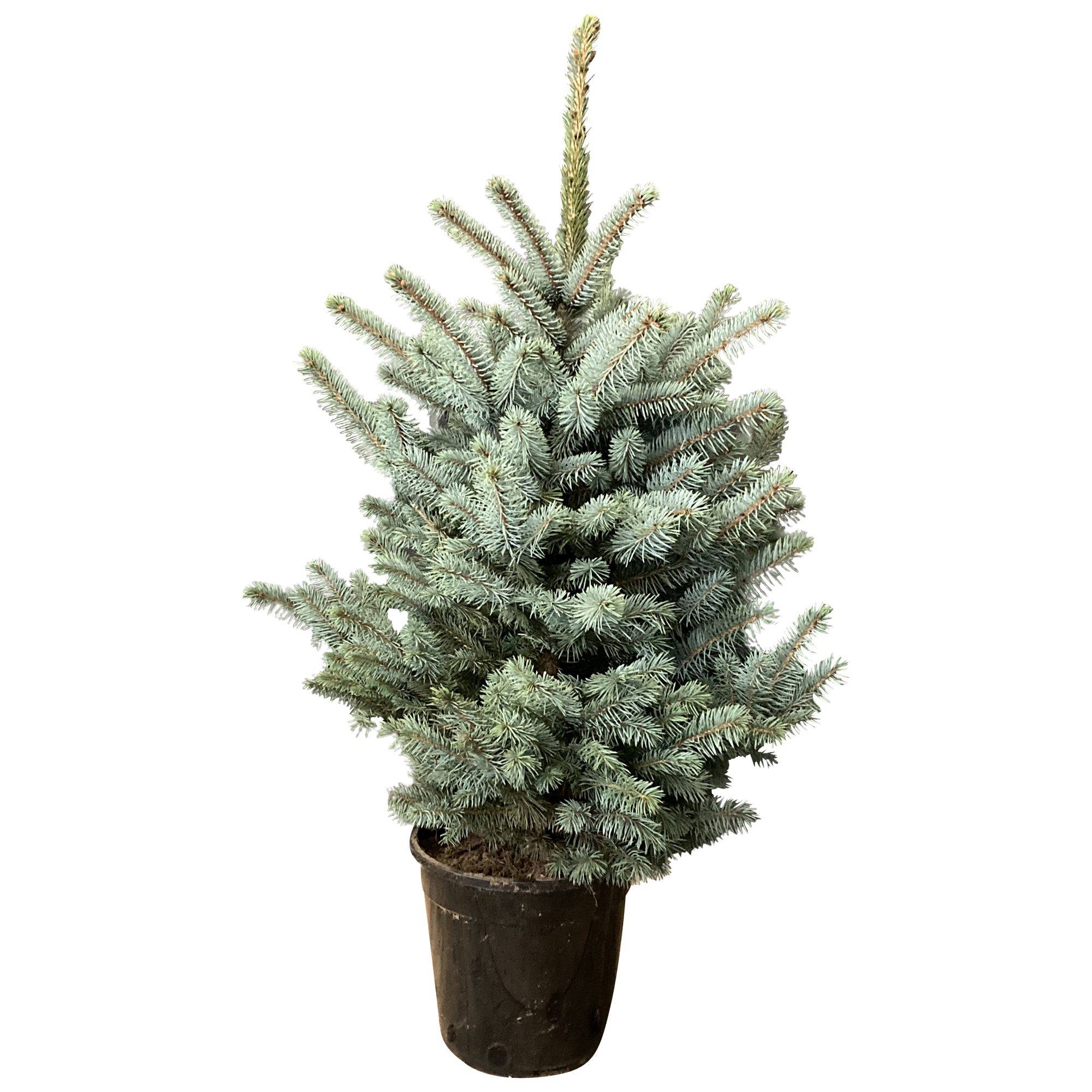 Brad natural crescut in ghiveci, Super Blue, 80 - 100 cm