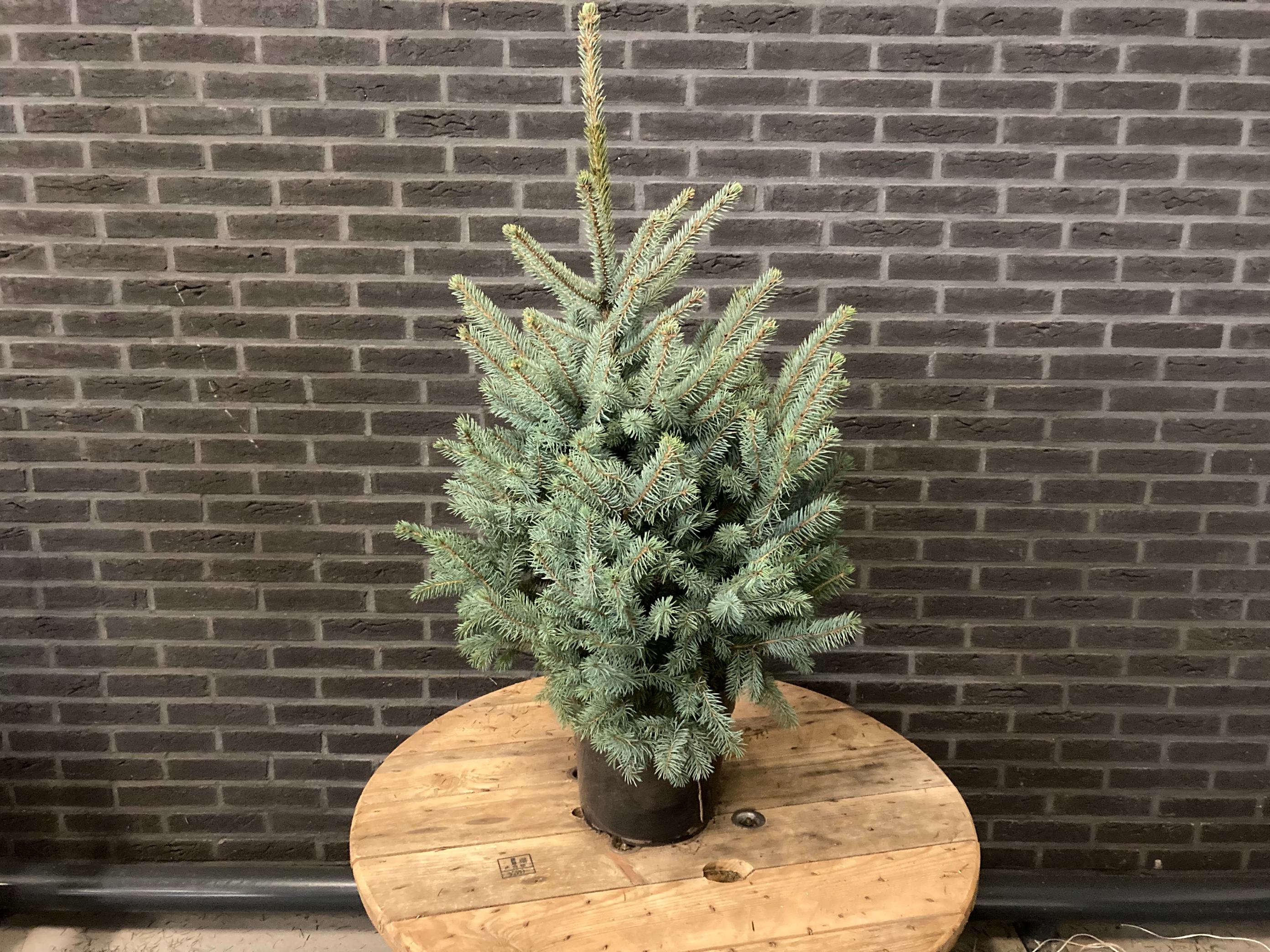 Brad natural crescut in ghiveci, Super Blue, 80 - 100 cm