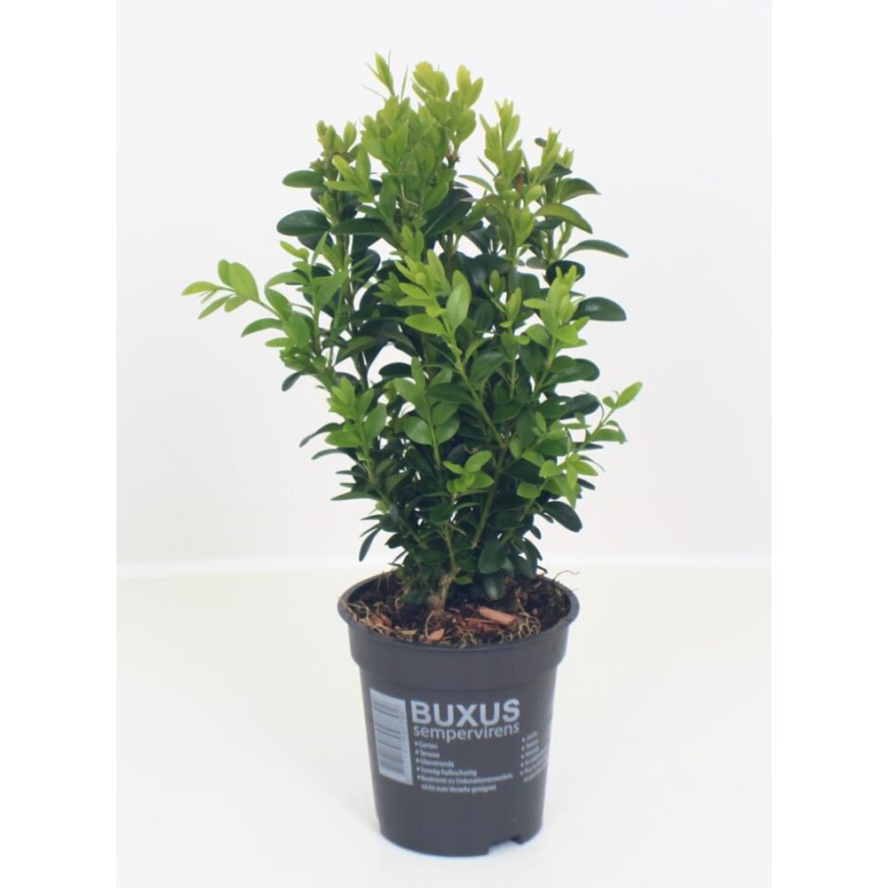 Buxus Sempervirens, D 9 cm, H 25 cm