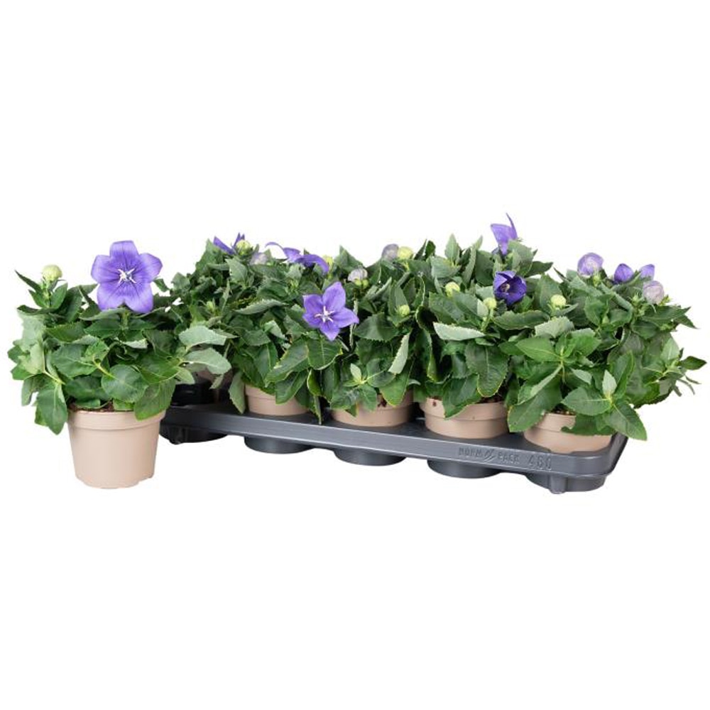 Platycodon mix (Platycodon grandiflorus), D12 cm, H25 cm