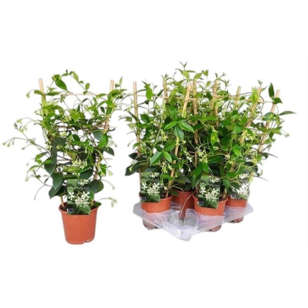 Iasomie (Jasminum), D12 cm, H50 cm