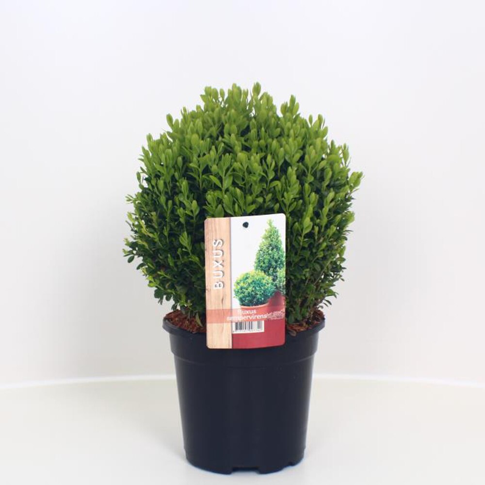 Buxus Sempervirens, D 17 cm, H 30 cm