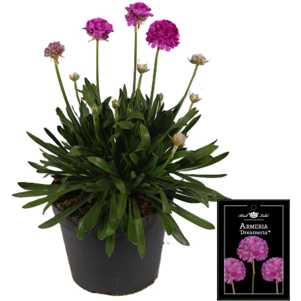 Garofita de mare Armeria Dreameria Sweet Dreams, H 30 cm
