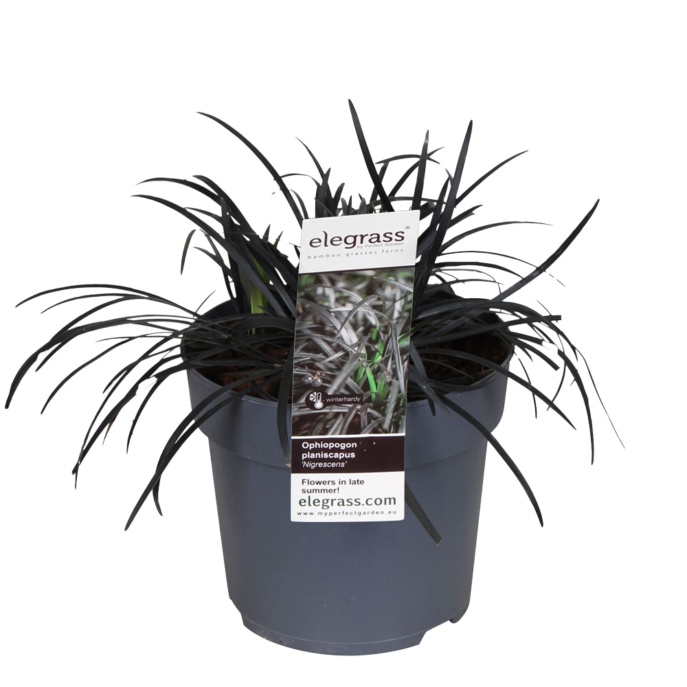 Iarba neagra ornamentala Ophiopogon Pla. Niger, H 40 cm
