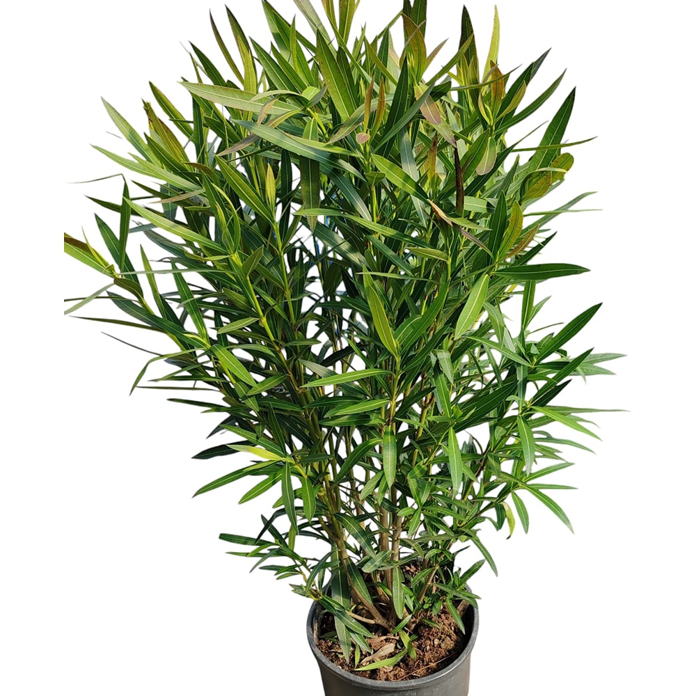 Nerium Oleander, H 1.2m