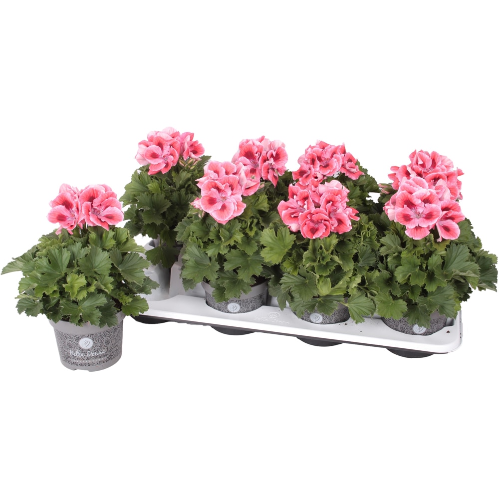 Muscata Grandiflora Bella Donna Angel, H 25 cm