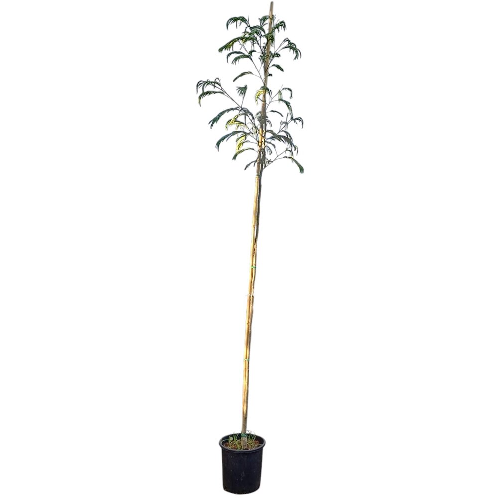 Albizia Julibrissin, D28 cm, H160 cm