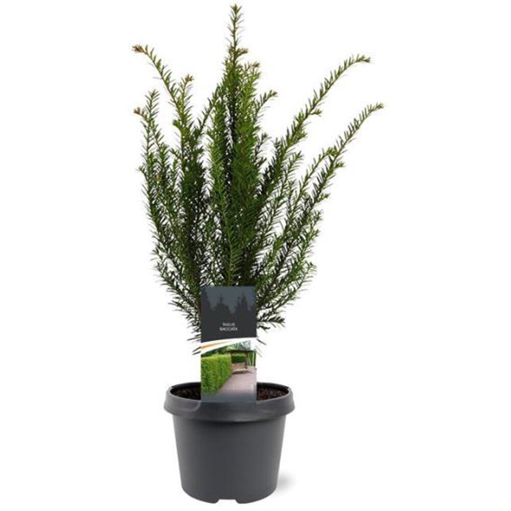 Taxus Baccata, D 19 cm, H 50 cm