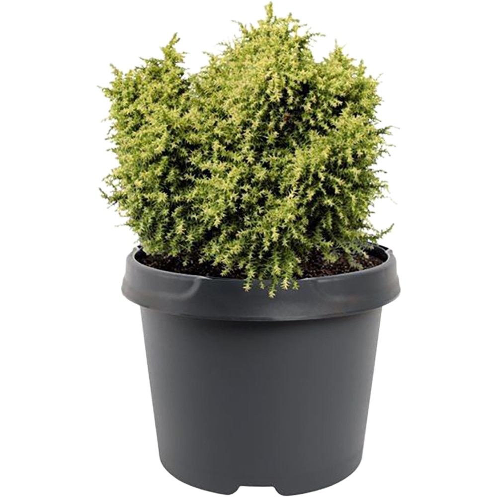 Cryptomeria Japonicus Twinkle Toes, D 19cm, H 20cm