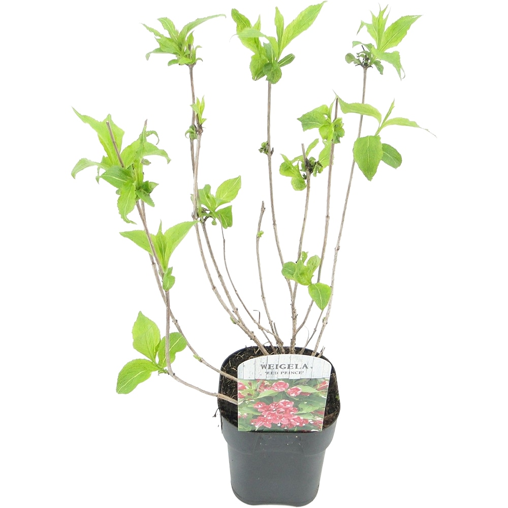 Weigela, D 17cm, H 40cm