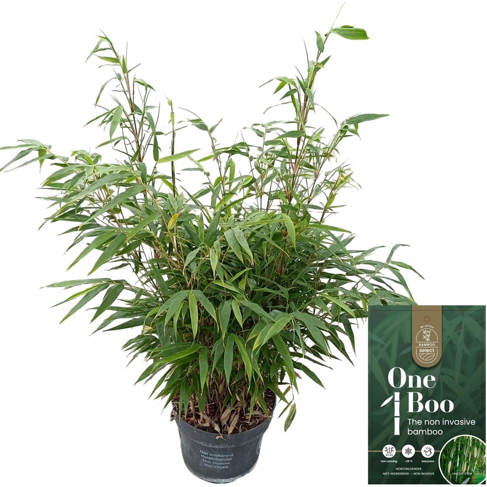 Arbust ornamental Fargesia Rob. Pingwu, H 60 cm